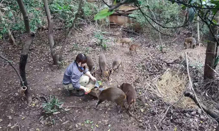 飼養(yǎng)小動物