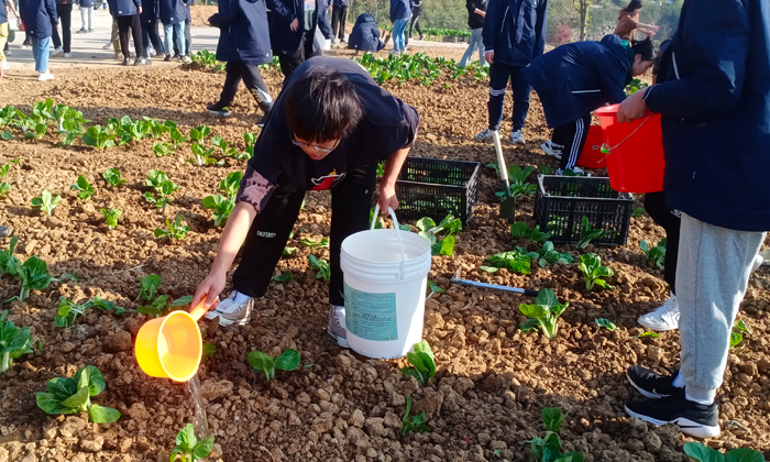 給蔬菜澆水
