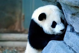 參加MyChildren親子游學(xué)夏令營(yíng)需要帶什么東西？
