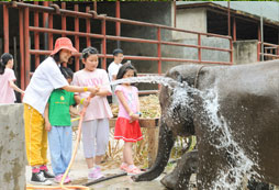 給大象澆水