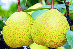 萊陽(yáng)梨