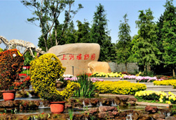 看國際一流上海植物園的花展