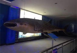 鯊魚標本