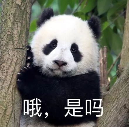 寶寶：我是從哪來的？麻麻：充氣來得！