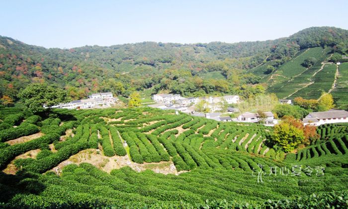 龍井村簡(jiǎn)介