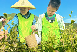 采茶