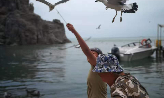 喂海鷗