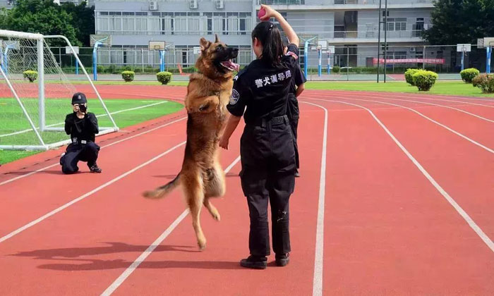 軍犬訓練