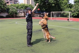 訓(xùn)練軍犬