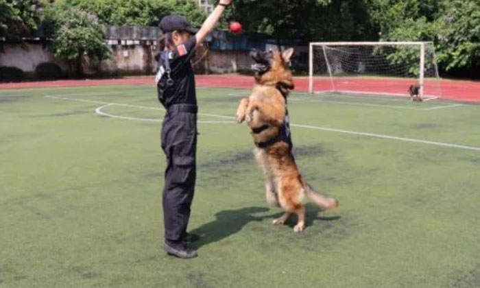 訓(xùn)練軍犬