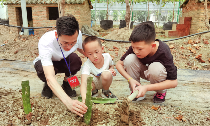 種植火龍果