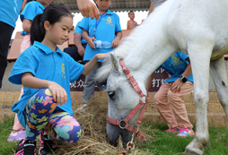 胤龍馬術夏令營讓孩子度過多姿多彩的假期