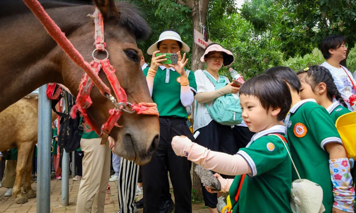 摸摸小馬兒