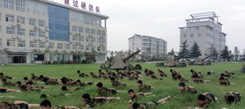 鄭州夏令營(yíng)最具軍事特色的暑期活動(dòng)