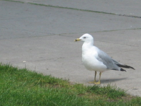 2009Ӣڼô֮