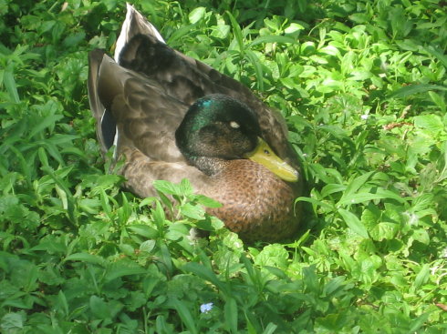 2009Ӣڼô֮