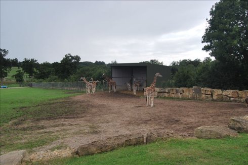 ؚwȻ--longleat <wbr>safari <wbr>park(Ұ(dng)@-1