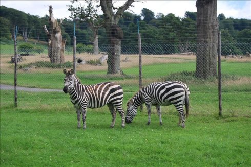 ؚwȻ--longleat <wbr>safari <wbr>park(Ұ(dng)@-1