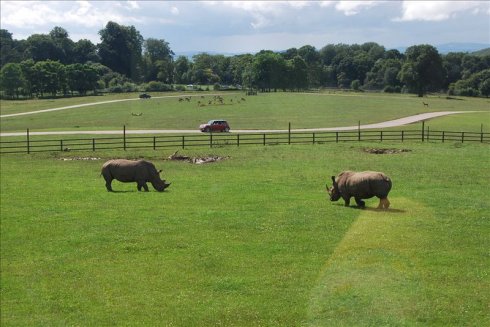ؚwȻ--longleat <wbr>safari <wbr>park(Ұ(dng)@-2