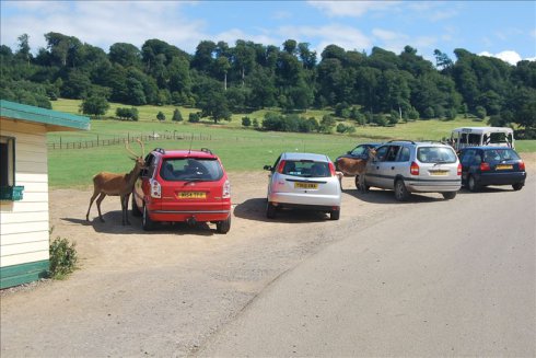 ؚwȻ--longleat <wbr>safari <wbr>park(Ұ(dng)@-2