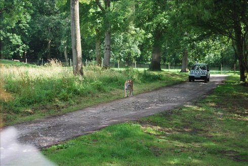 ؚwȻ--longleat <wbr>safari <wbr>park(Ұ(dng)@-2