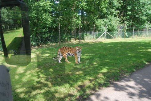 ؚwȻ--longleat <wbr>safari <wbr>park(Ұ(dng)@-2