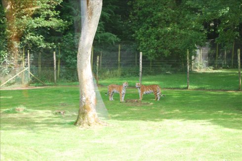 ؚwȻ--longleat <wbr>safari <wbr>park(Ұ(dng)@-2