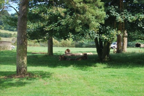 ؚwȻ--longleat <wbr>safari <wbr>park(Ұ@-3